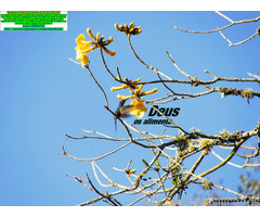 Comprovação Renda Prof.Liberal,Autônomos